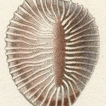 shell photo