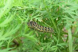 Caterpillar