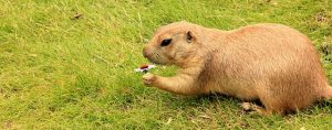 Prairie Dog