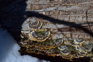 Tree trunk with mushrooms