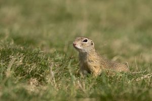 Gopher